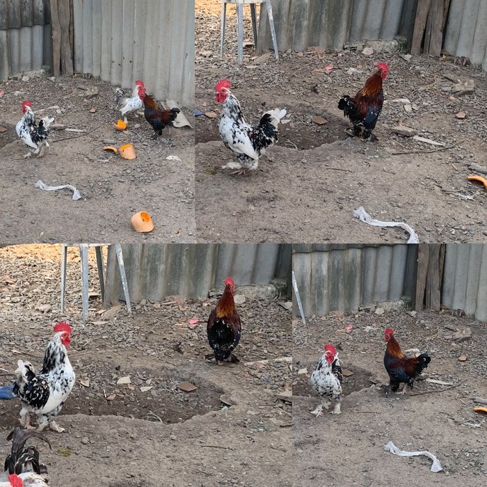 Півні ліліпута продам