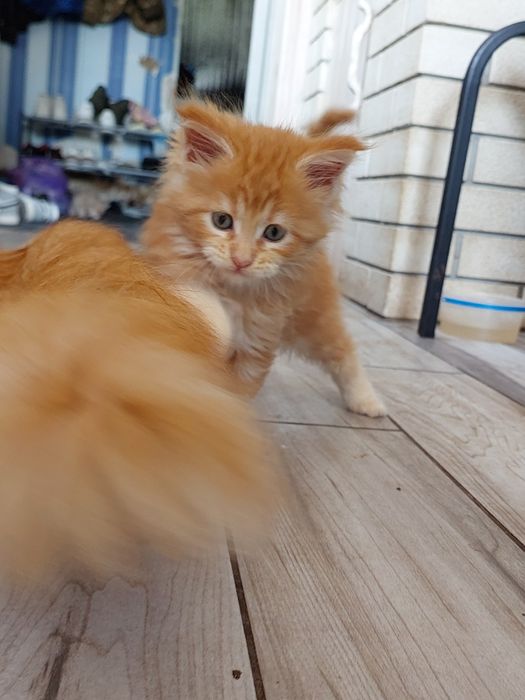 Різного кольору вибір мейн куни недорого