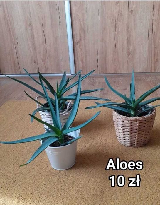 Rośliny doniczkowe, kwiaty doniczkowe