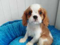 *** Cavalier King Charles Spaniel - Rezerwacja ***