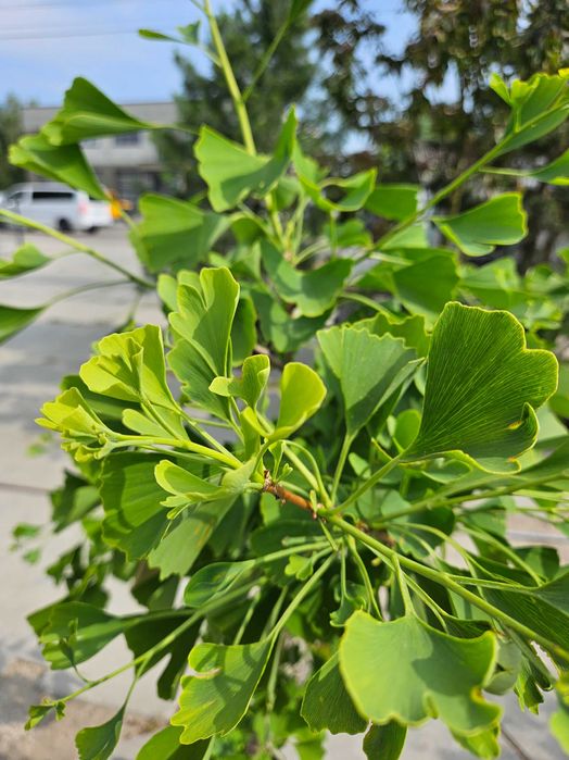 Miłorząb dwuklapowy (Ginkgo biloba) 150cm