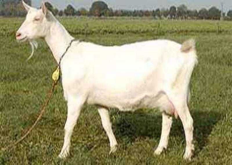 Продам кіз, гусей