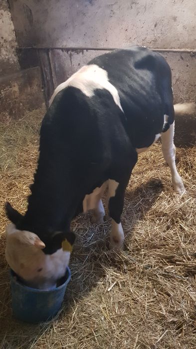 Byczek odsadek do opasu SM