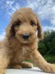 Labradoodle F3b chłopczyk