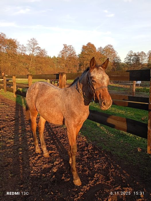 Ogierek z kwietnia tego roku