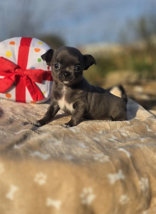 Chihuahua Fêmea Cinza Pêlo Curto