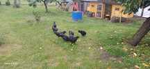 Ayam Cemani kogut kura kurki parka 16 tygodniowe