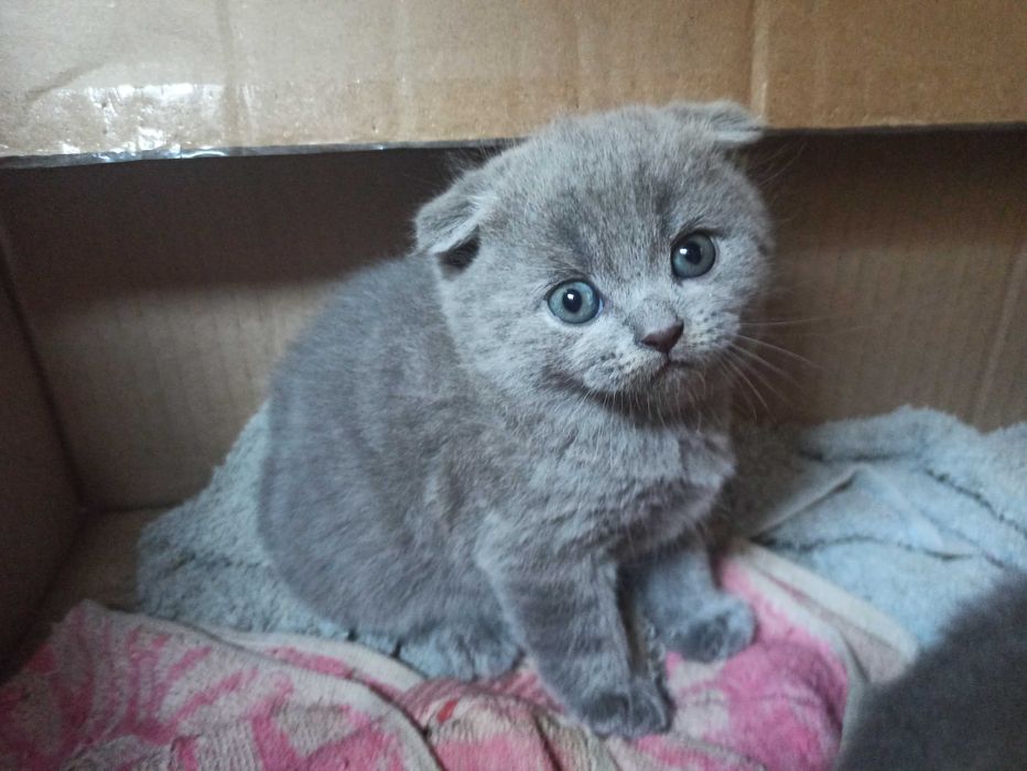 Шотландські кошенята