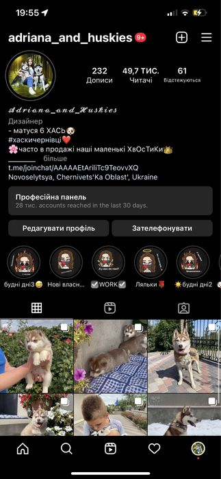 Сибірські хаски