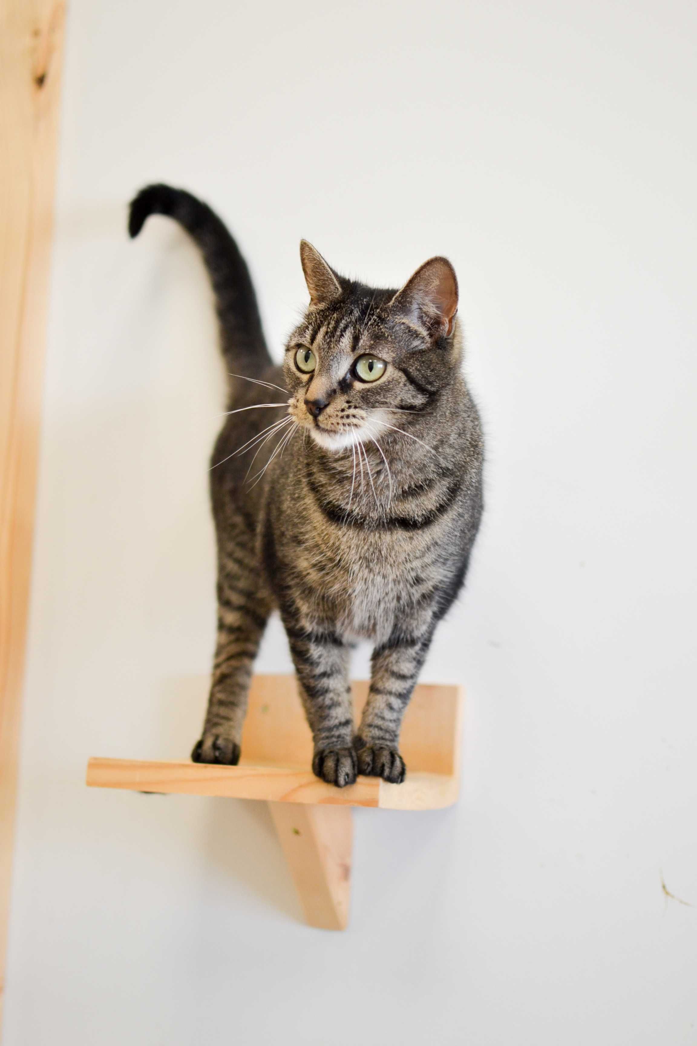 Lena - niezwykle przyjazna i łagodna kotka do adopcji!