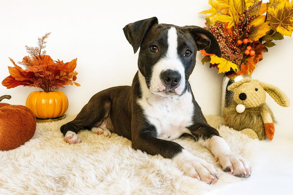 Cudowny i rodzinny piesek amstaff!