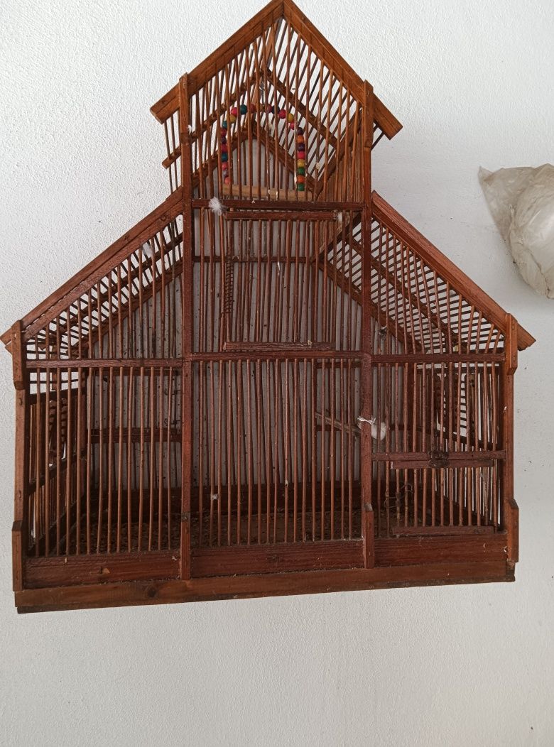 Vários pássaros para cedência 10€