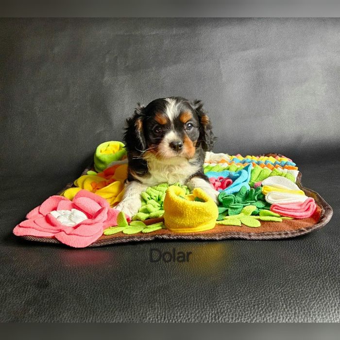 Cavalier King Charles Spaniel piesek