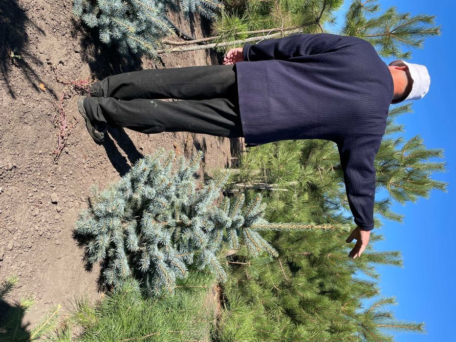 Ель с комом (1.5 м)