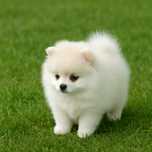 Szpic miniaturowy pomeranian biały i czarny