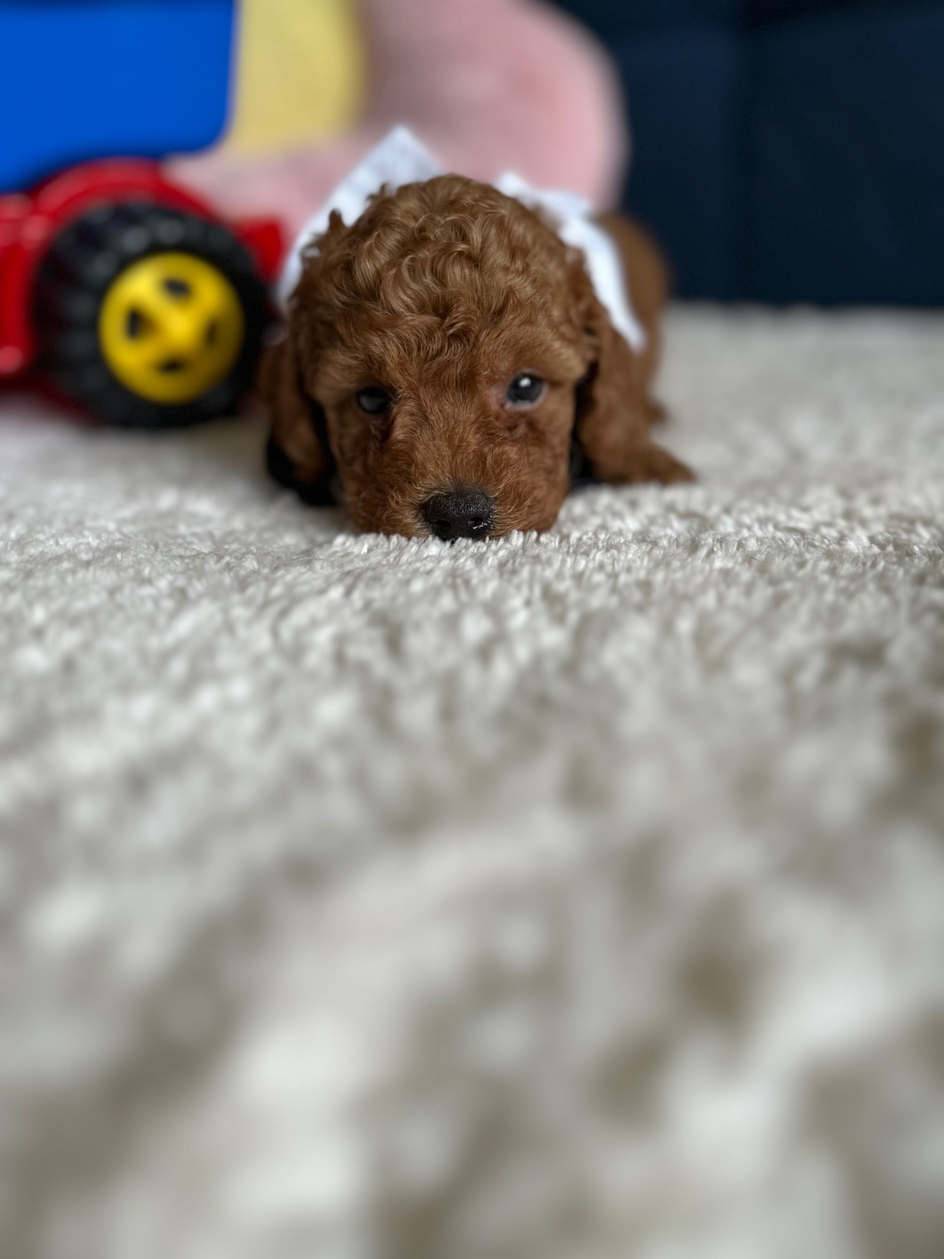 Cudowny Piesek Malitpoo F1b!