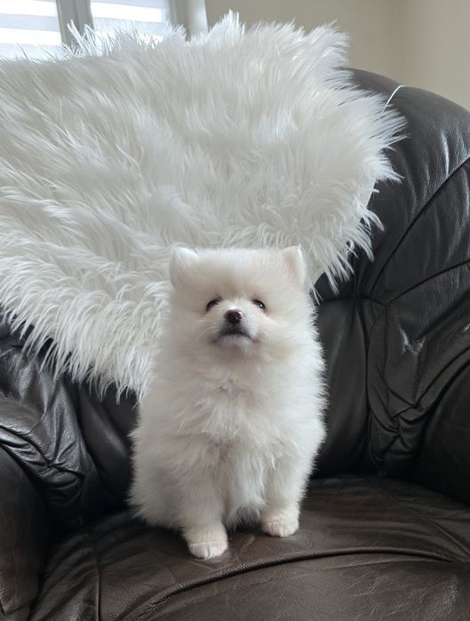 Szpic Miniaturowy Pomeranian