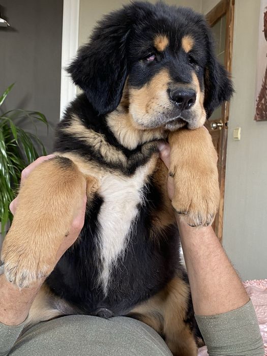 Чорнопідпалий окрас. Тибетський мастиф. Цуценя.