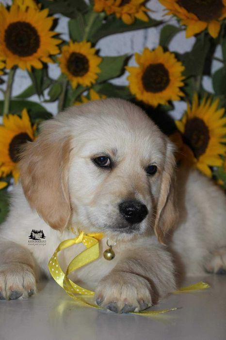 Golden Retriever *ZKwP FCI* gotowy do obioru piesek