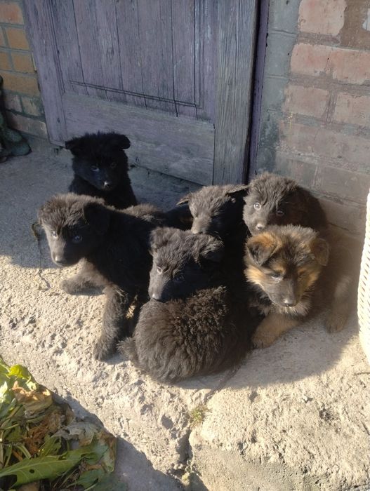 Німецька вівчарка