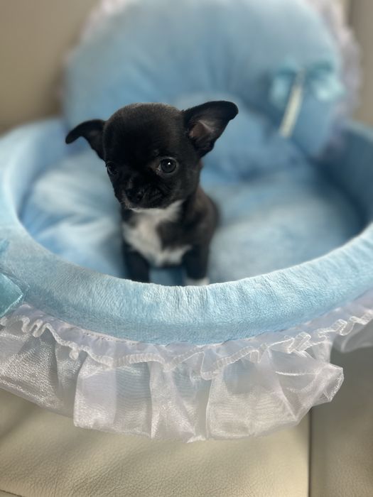 Chihuahua chlopczyk rezerwacja xxs, rodowod