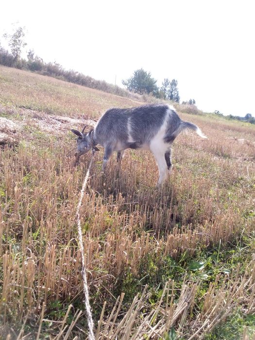 Продам козу від борих козів
