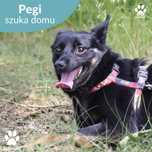 Malutka Pegi szuka nowego domu!