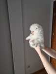 Miniaturowy PUCHATY Szpic