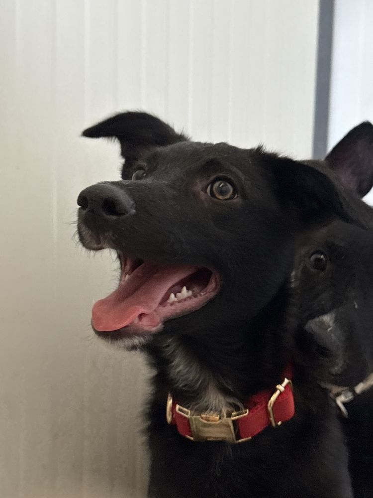 Cachorro 3 meses para adoção