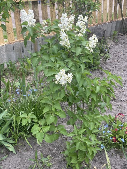 Сирень біла і темнофіолетова, Гортензия древовидная Аннабель