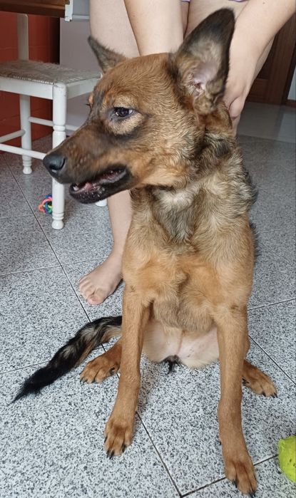 Nina, cadelinha com 6 meses para adoção responsável