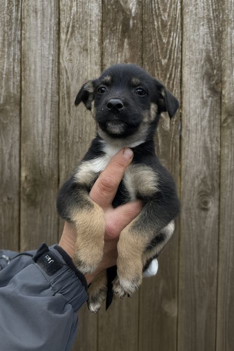 шукаємо дім та добрі руки