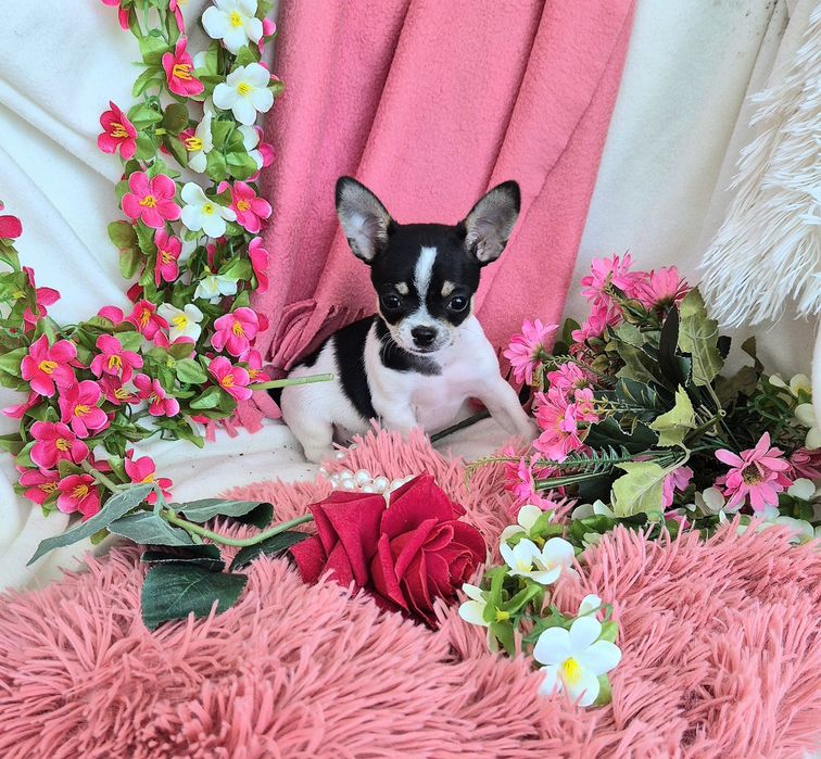 Śliczny Piesek Chihuahua!