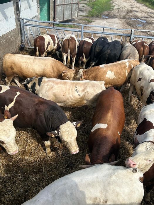 Byki 31 sztuk 22 miesiące