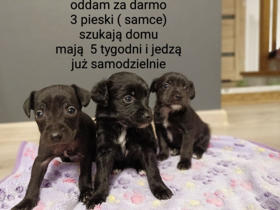 oddam za darmo  szczeniaki