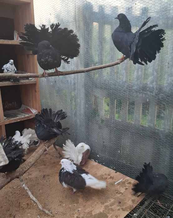 Młode Gołębie Pawik Pawiki