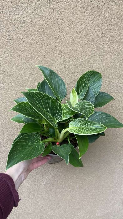 Філодендрон Біркін-15 горщик 380 грн