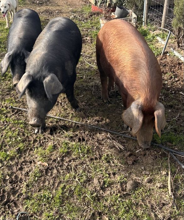 Porcos cruzados de alentejano