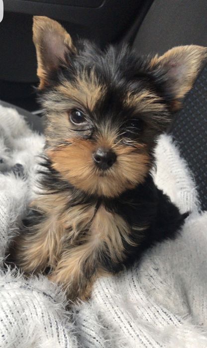 Yorkshire terrier menino