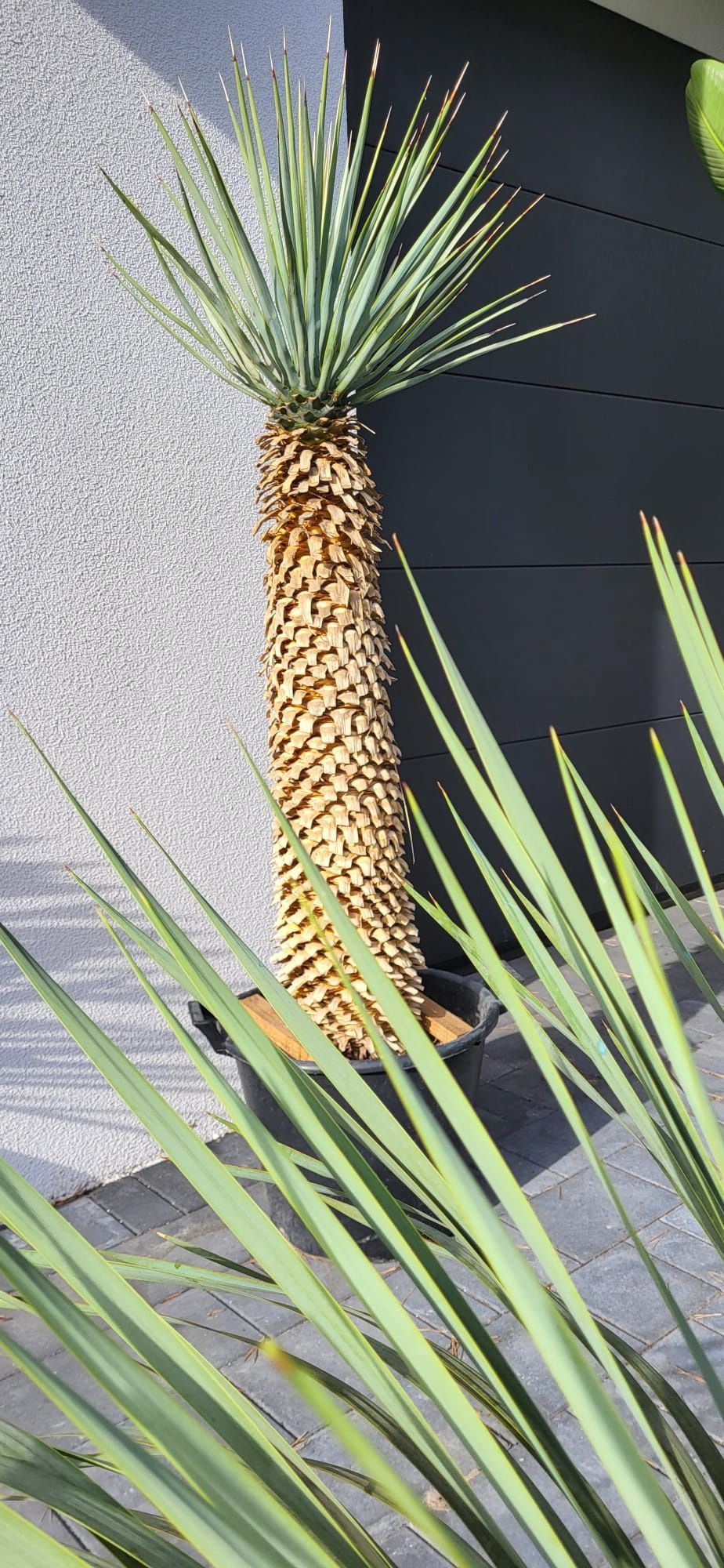 Yucca rigida. Yucca rostrata. Yucca filifera. Juka.