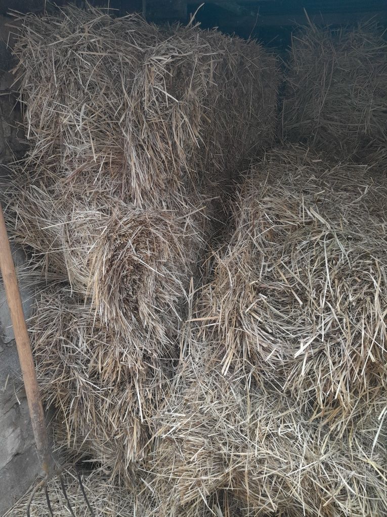 Продам луговой сено в тюках