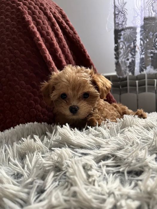 Міні Мальтипу ВИГІДНО‼️Є в різних окрасах Мальтипу f1 Мальтипу f2