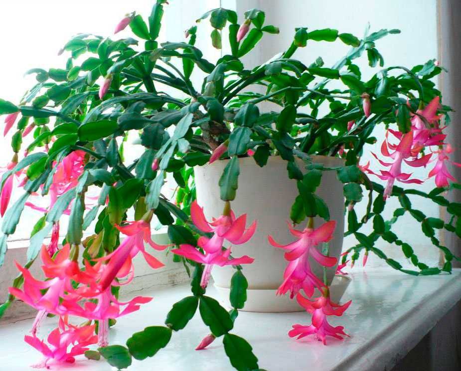 молодой Рождественник зигокактус декабрист шлюмбергера Schlumbergera