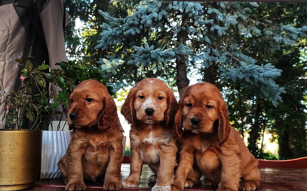 Urocze Szczenięta Cocker Spaniel  • REZERWACJA •