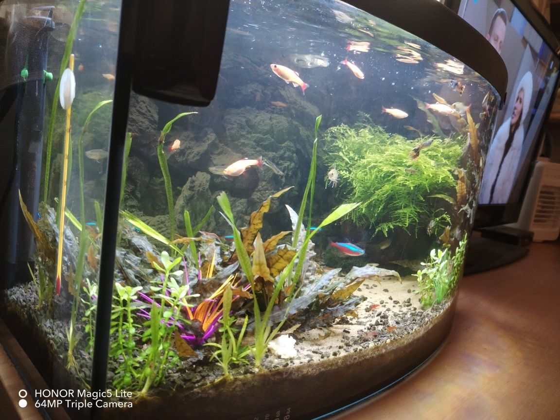 Akwarium panoramiczne Aquael 45L. z całym wyposażenieniem i życiem!
