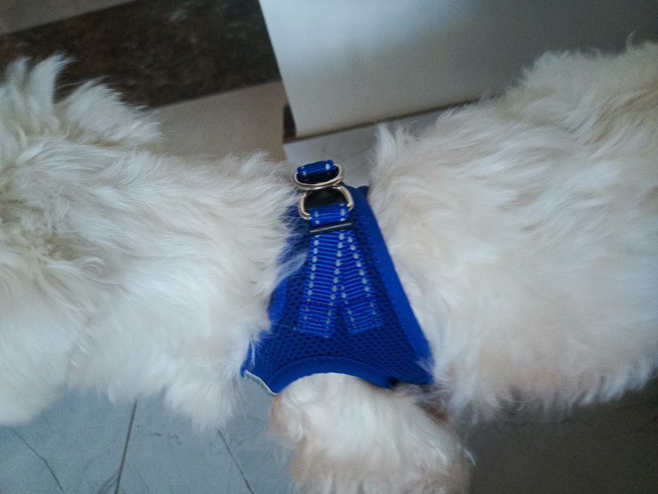 Szelki dla psów ras małych