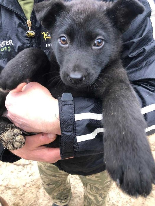 Цуценя дівчинка, віддамо в зв'язку зі зміною локації військової частин