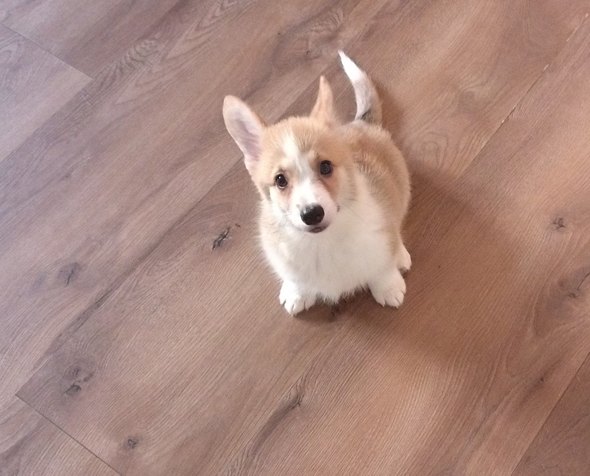 Welsh Corgi Pembroke FCI