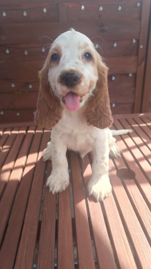 Cocker spaniel angielski