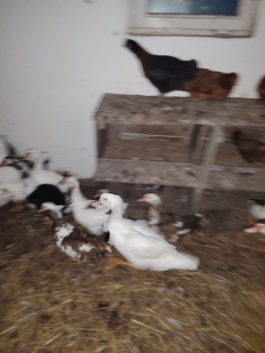 Kaczor i dwie kaczki francuzy